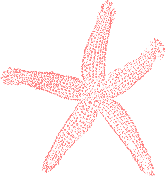Coral Starfish Clipart - Png Download (564x599), Png Download