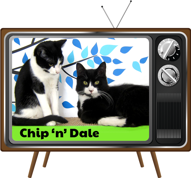 Today's Cameo Cats - Domestic Short-haired Cat Clipart (641x590), Png Download