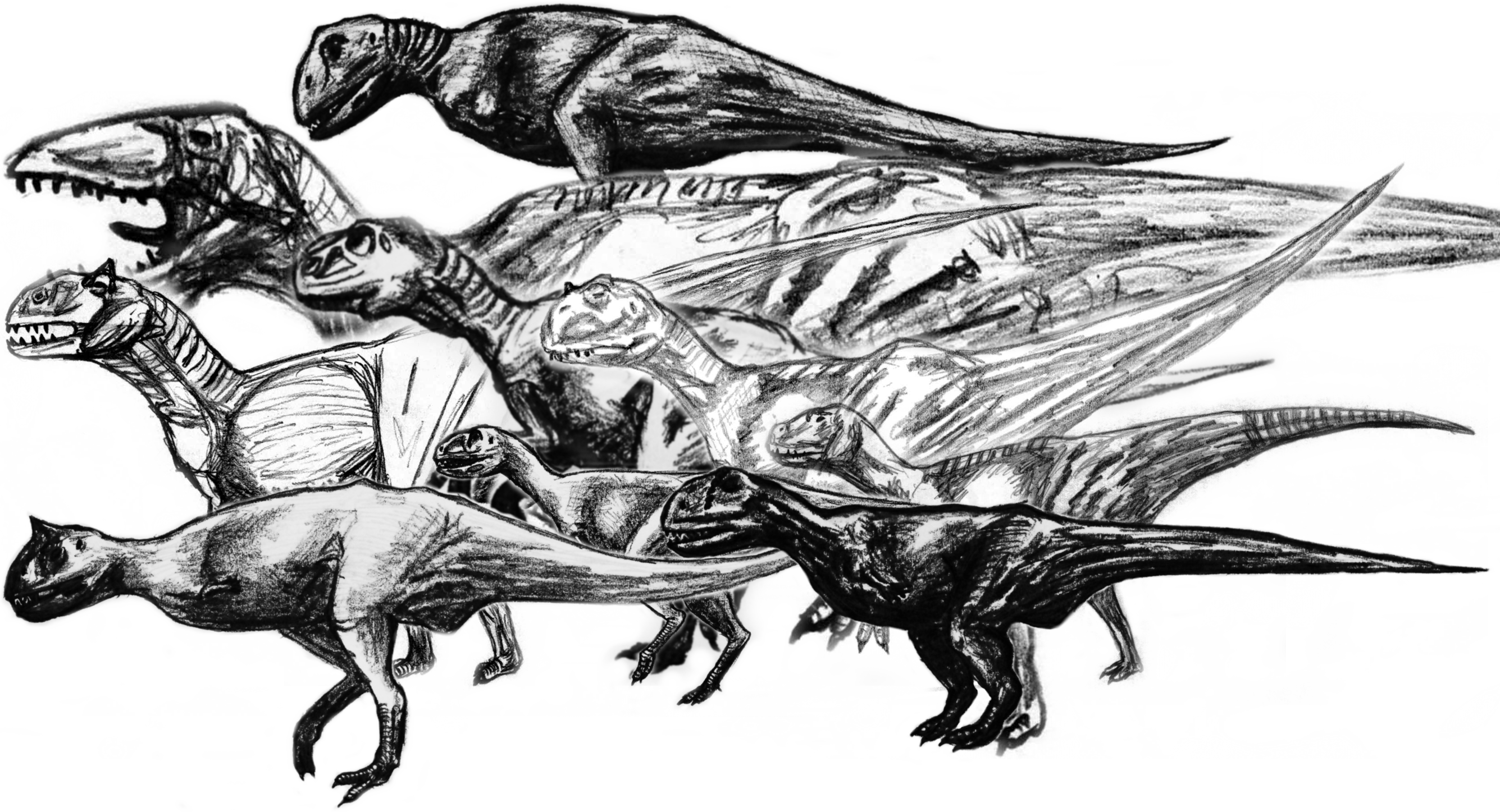 Size Of Southern Predators - Megaraptor Clipart (2671x1447), Png Download