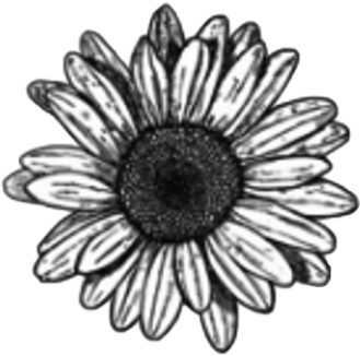 #pencil #flower #flowers #daisy #sunflower #shading - Daisy Flower Drawing Clipart (329x326), Png Download