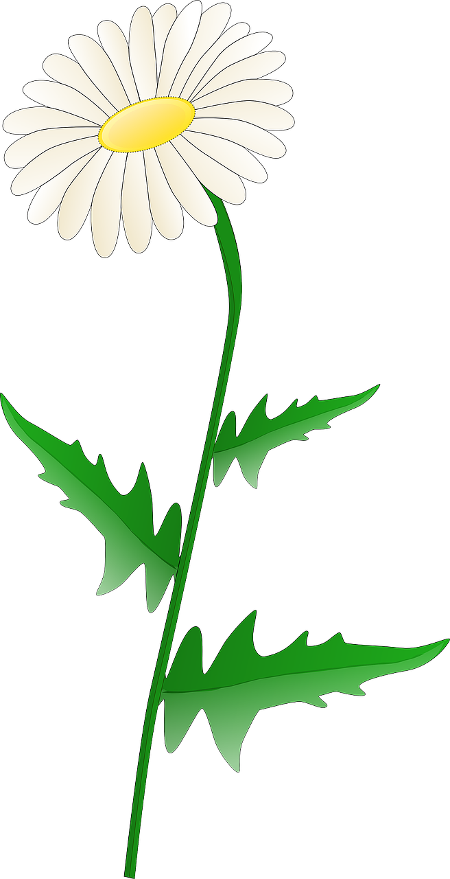 Daisy Clip Art - Png Download (656x1280), Png Download