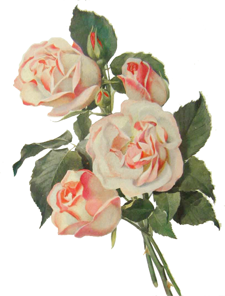 Flowers By Elly - Souly Had Speaking Clipart (780x1025), Png Download