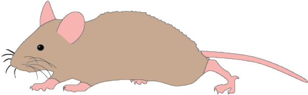 Rat Clipart (640x480), Png Download