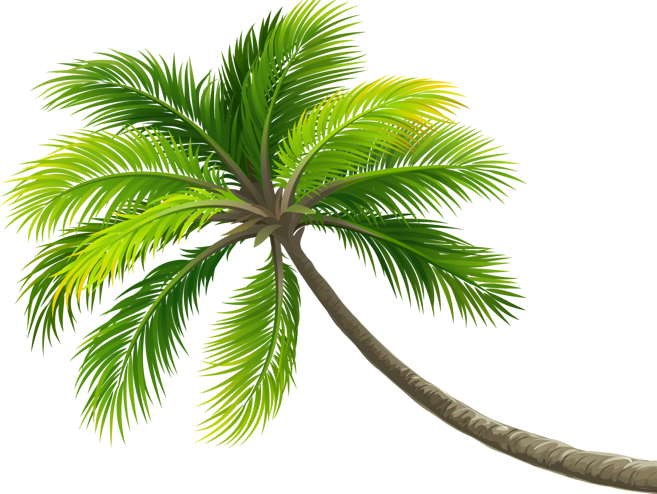 Palmtree Sticker - Summer Coconut Tree Clipart - Png Download (657x494), Png Download