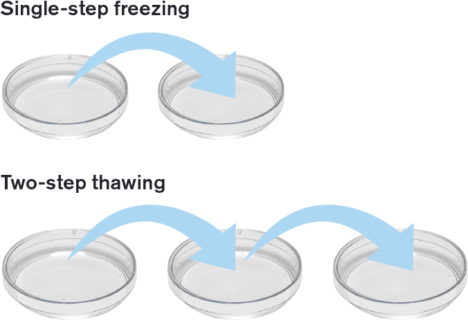 Most Importantly, Embryos Are Exposed To Less Stress - Circle Clipart (960x500), Png Download