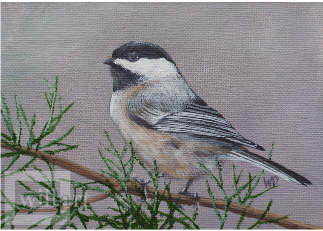 Carolina Chickadee Clipart (646x646), Png Download