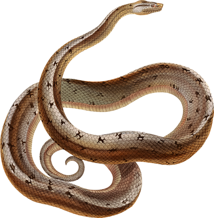 Boa Constrictor Snakes Reptile Tropidophis Melanurus - Serpent Clipart (736x750), Png Download