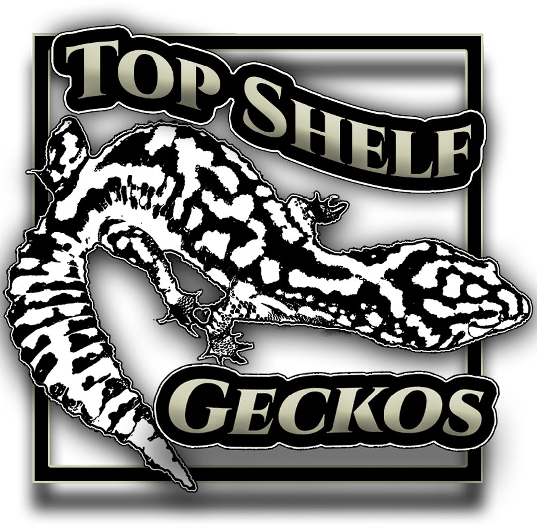 Fat Tail Gecko - Illustration Clipart (1080x1080), Png Download