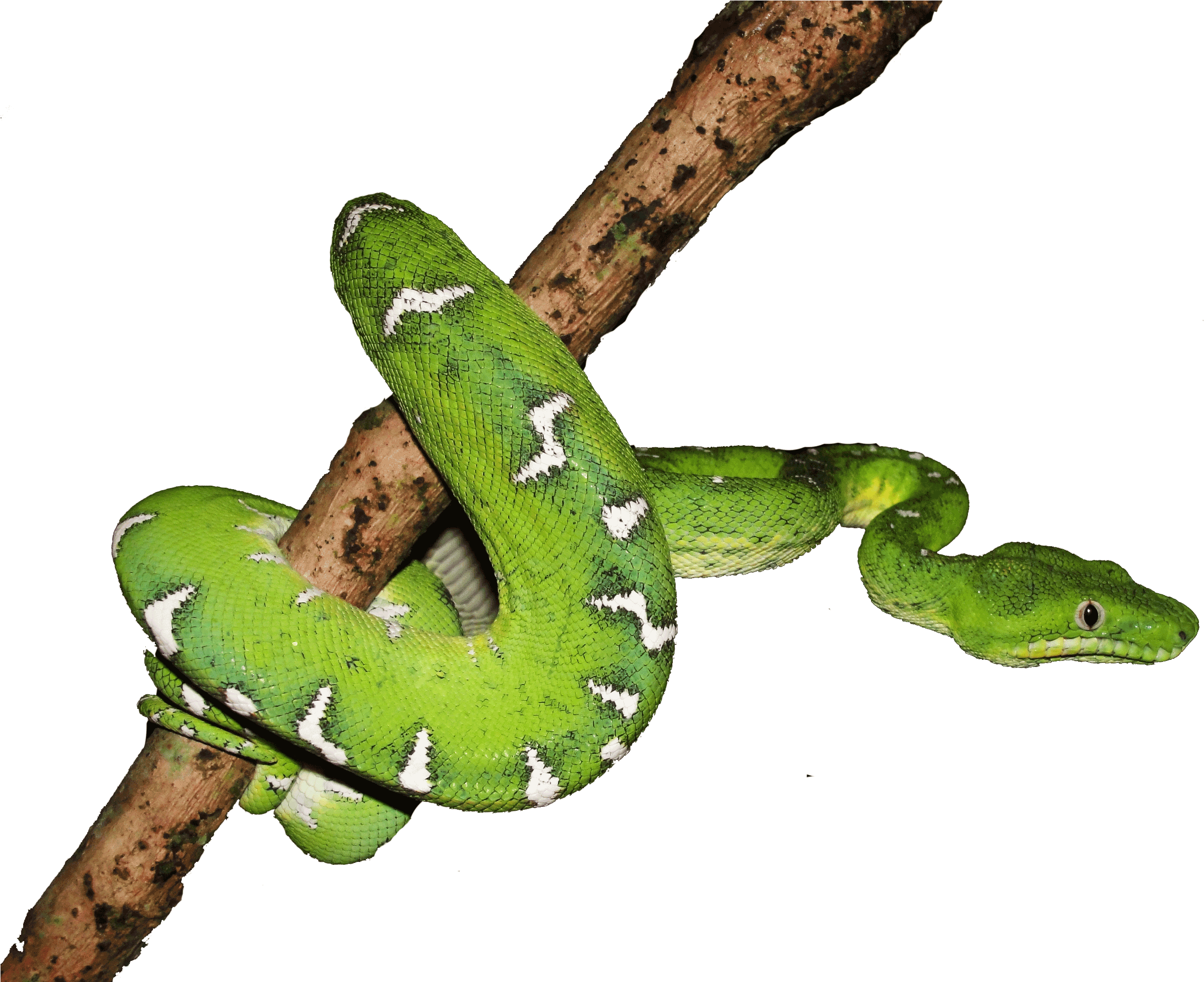 Boa Png - Boa Constrictor Clipart (2592x1944), Png Download
