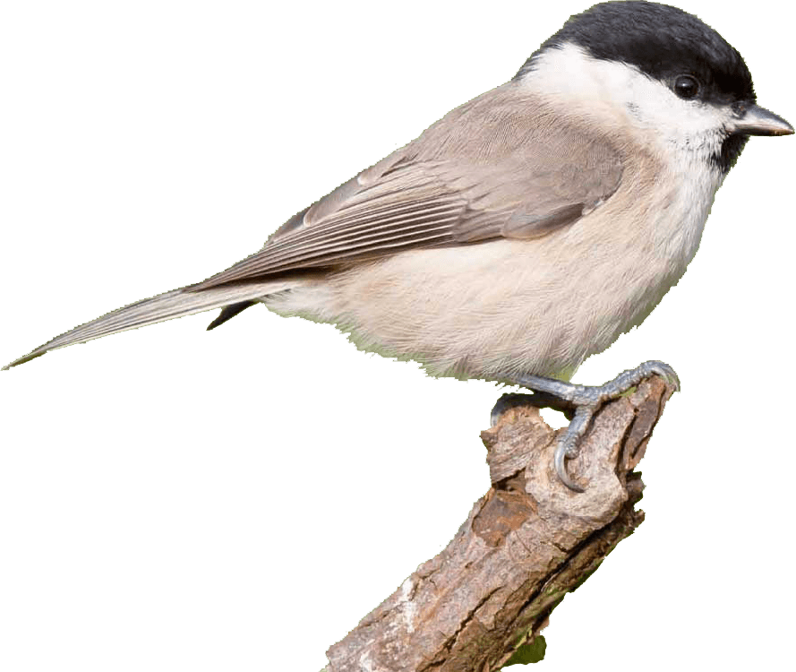 Download Every Bird Has The Potential To Soar - Carolina Chickadee