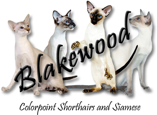 - - - Blakewood Home - - - - Siamese Clipart (725x432), Png Download
