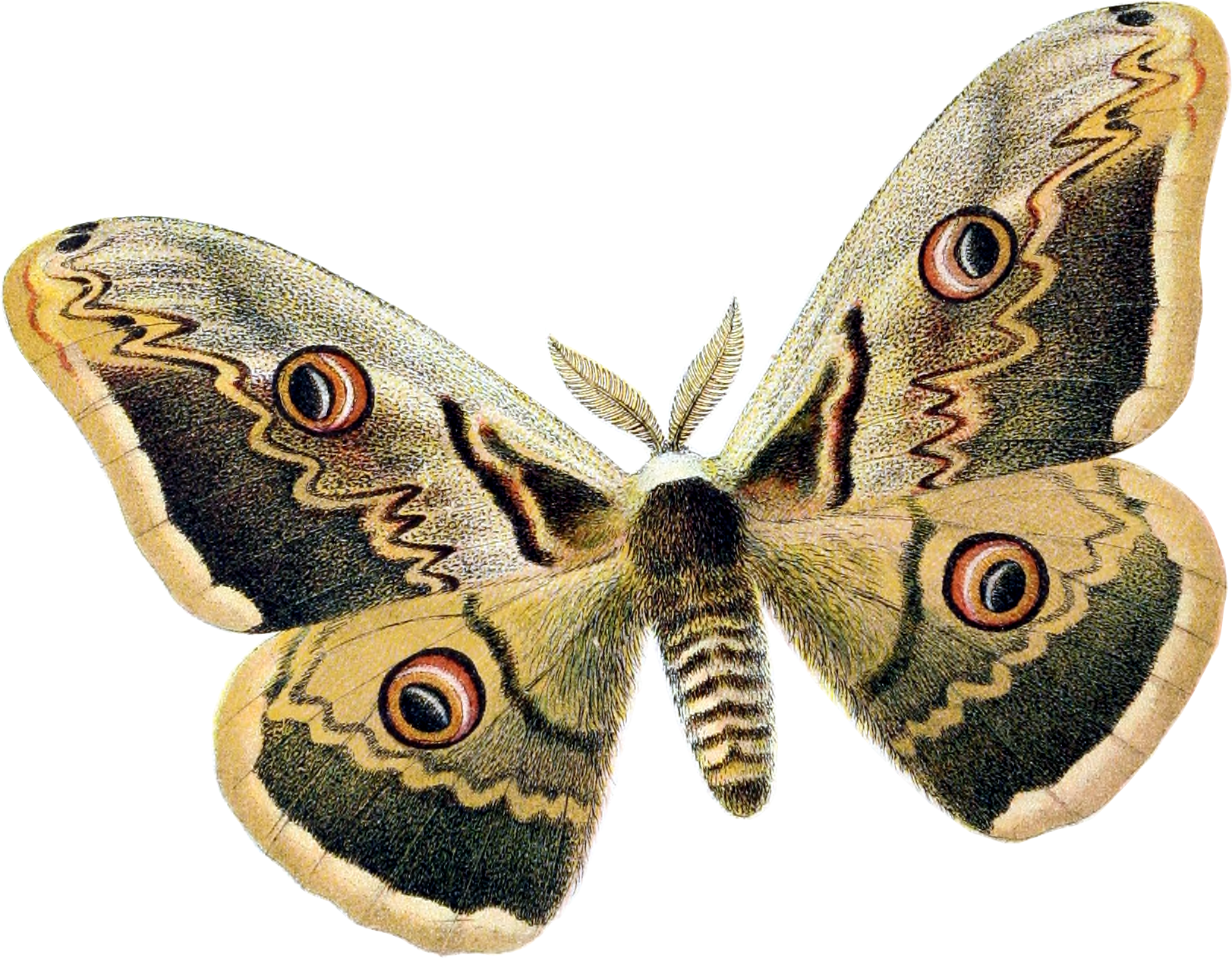 Saturnia Pyri Clipart (1623x1263), Png Download