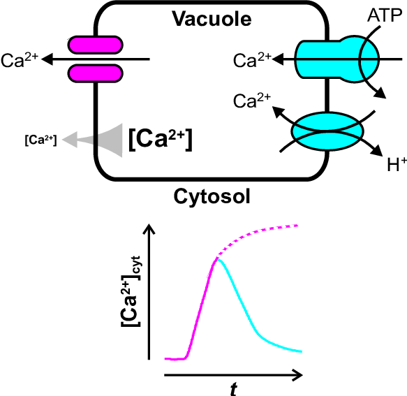 How The Vacuole May Shape Transient Changes In Cytosolic - Ca2+ Gradient Clipart (583x567), Png Download