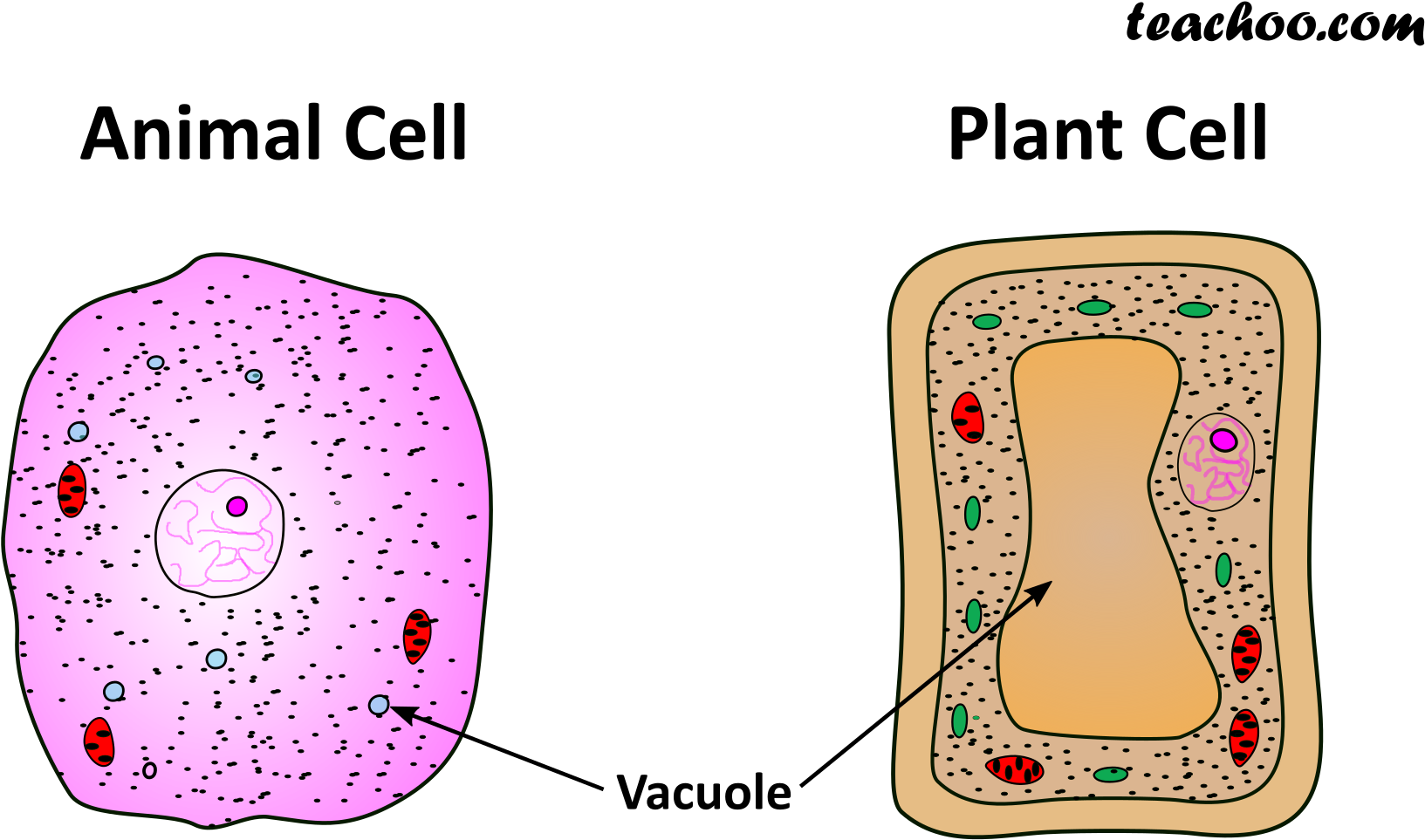 Both Plant And Animal Cell - Cam Photosynthesis Clipart (1786x1000), Png Download