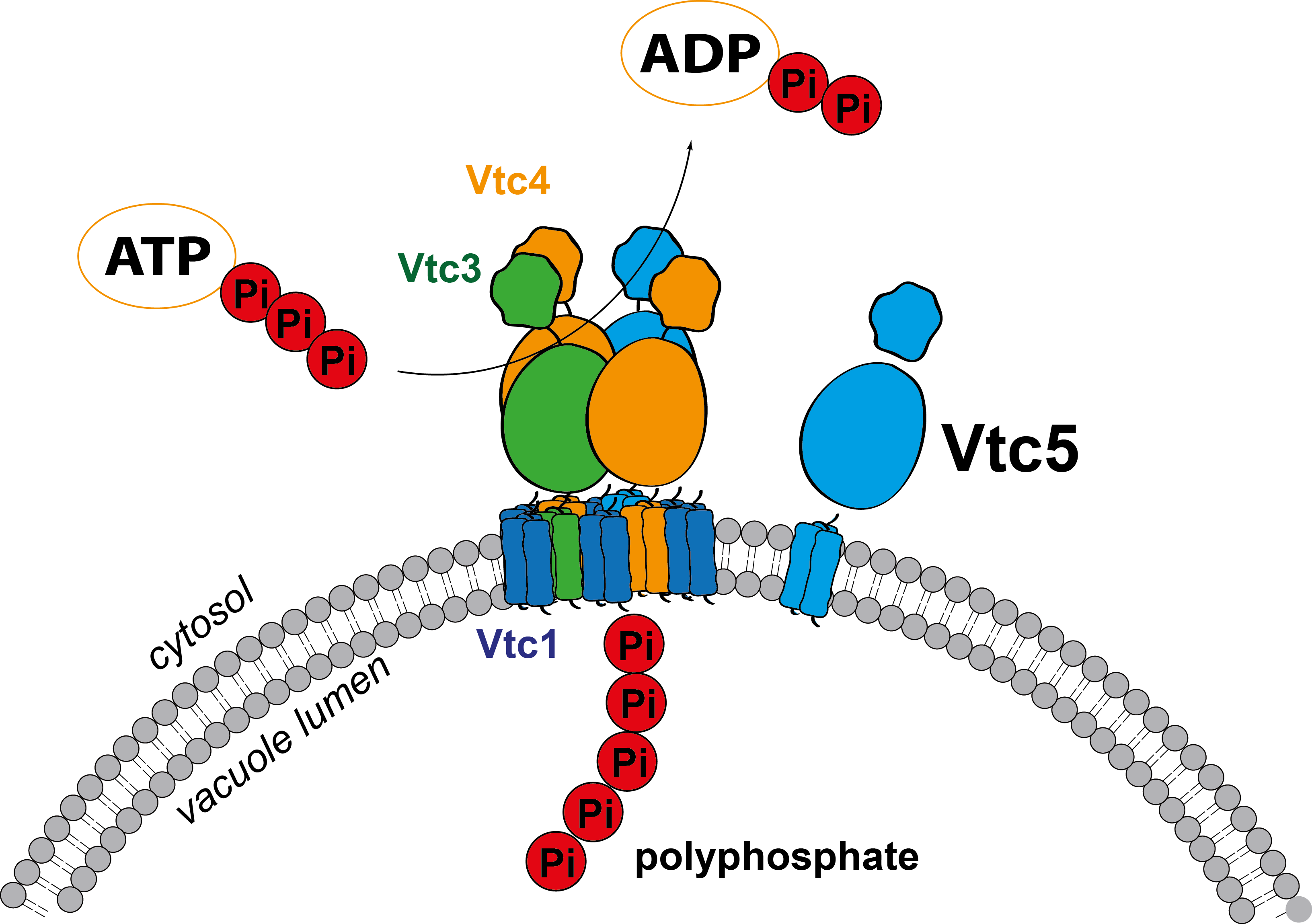 I Recently Identified A Novel Subunit Of The Vtc Complex - Yeast Vtc Complex Clipart (3263x2298), Png Download