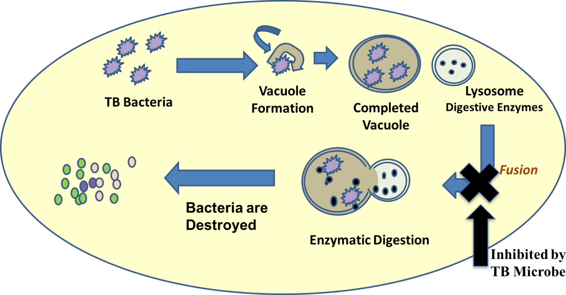 Autophagy Process - Circle Clipart (1957x1021), Png Download