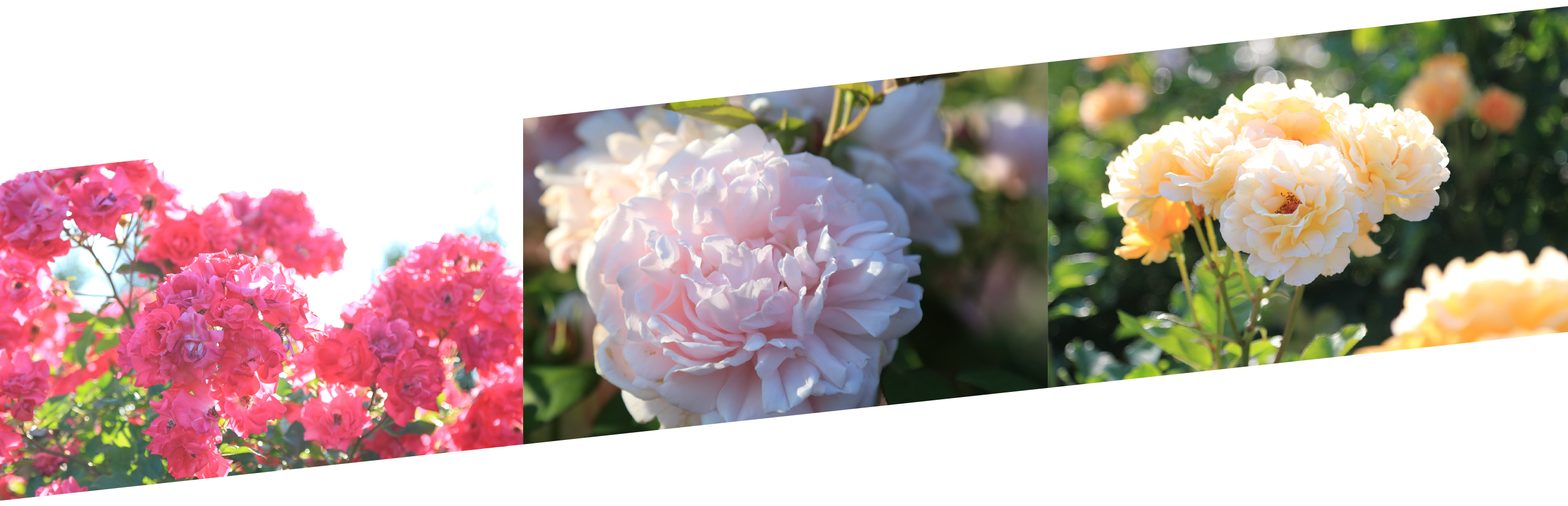 The Rose Garden - Common Peony Clipart (2800x905), Png Download