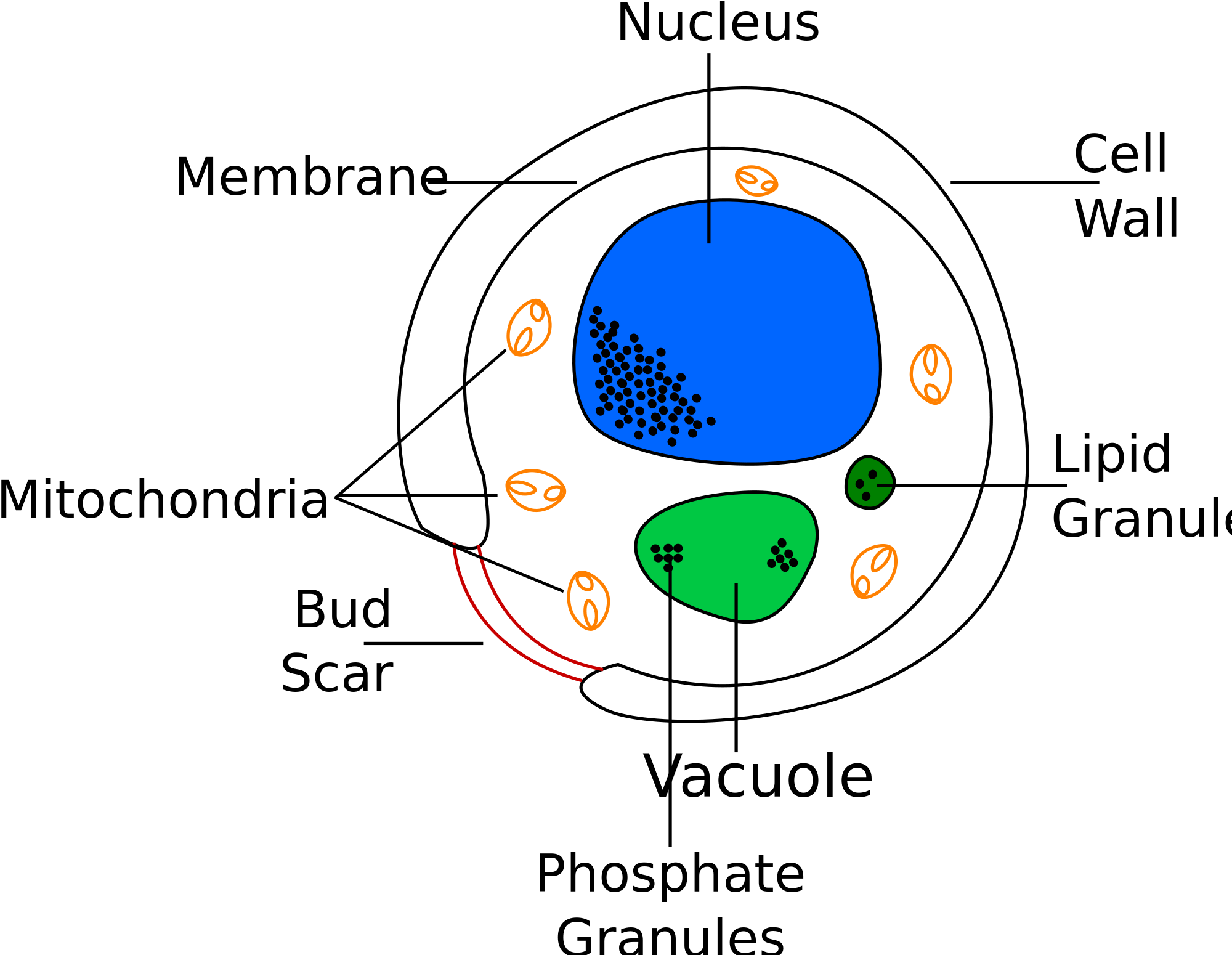 Vector Transparent Stock Cells Drawing Sketch - Labelled Diagram Of A Yeast Cell Clipart (2000x1550), Png Download