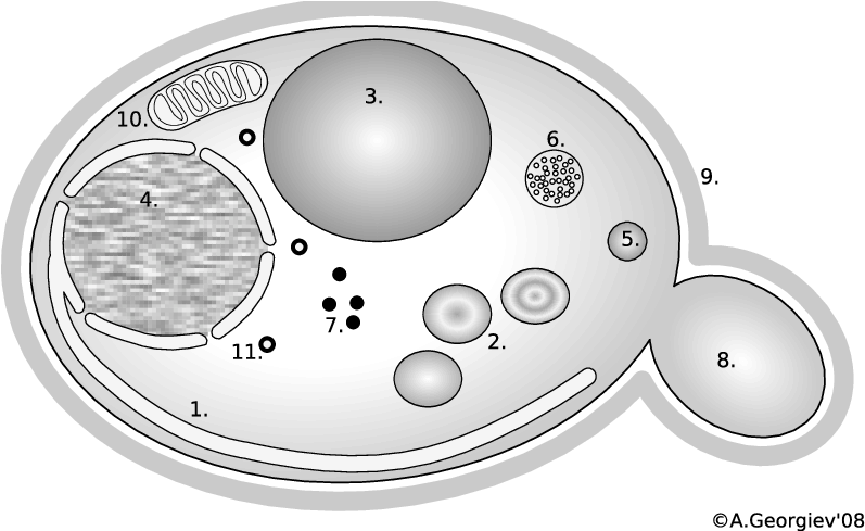Er, - Diagram Yeast Cell Clipart (833x488), Png Download