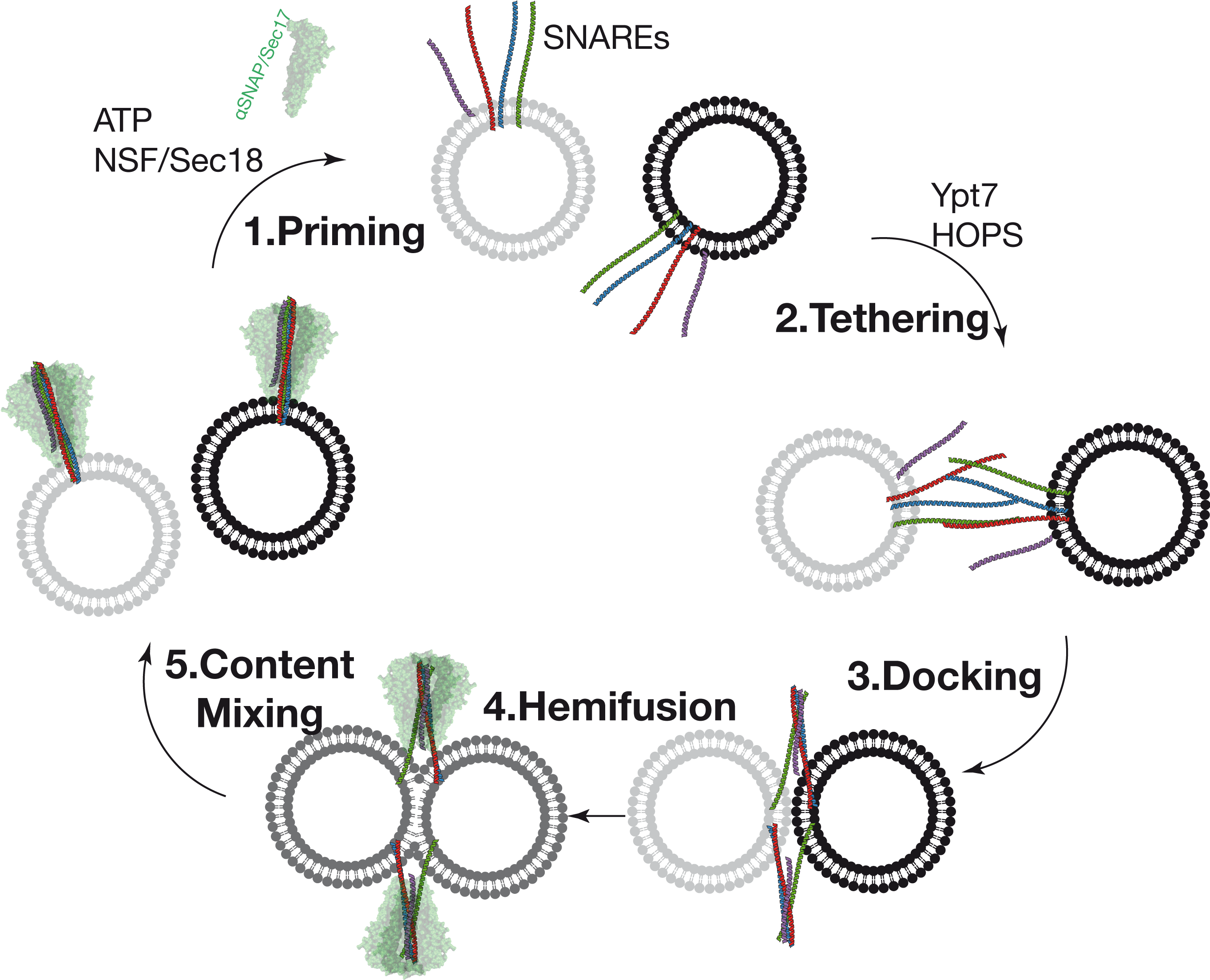 When Considering The In Vitro Fusion Reaction, The - Sophia-shree B.k.somani Polytechnic Clipart (2747x2221), Png Download