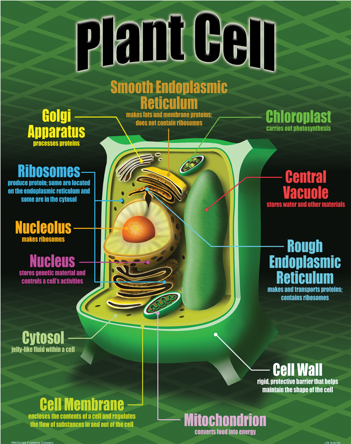 Flyer Clipart (900x900), Png Download