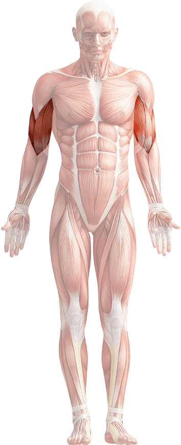 Biceps - Human Body Png Transparent Clipart (397x900), Png Download