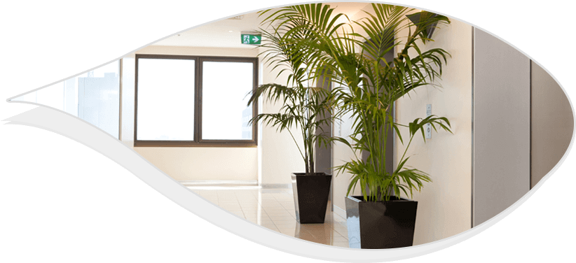 Best Indoor Plants For Office - Best Indoor Office Plants Clipart (822x376), Png Download
