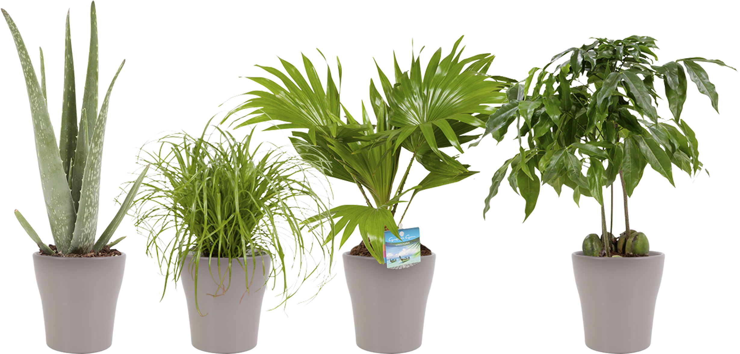Indoor Plant Lady Palm - Bambino Pflanze Clipart (2500x2500), Png Download