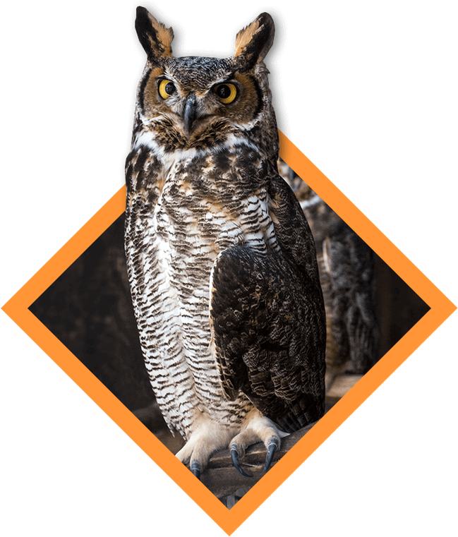 Wings Over The Rockies Festival - Great Horned Owl Clipart (648x768), Png Download