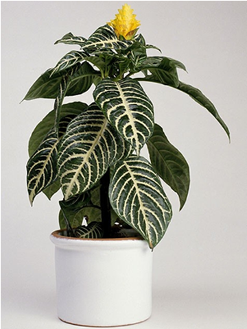 Indoor Plants - Zebra-plant Clipart (640x480), Png Download