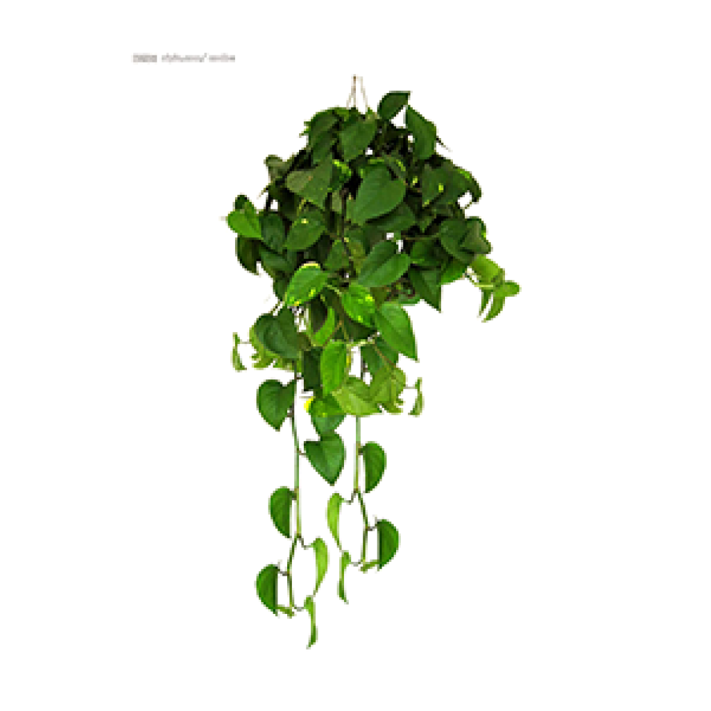 Scindapsus Aureus-white - Pothos Rare Clipart (1280x1024), Png Download