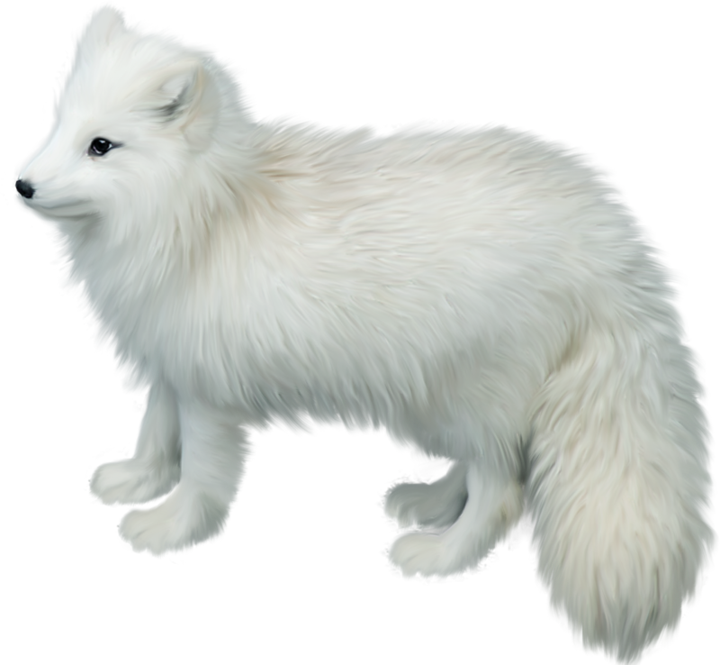 Arctic Fox Png Picture - Arctic Fox White Background Clipart (800x738), Png Download