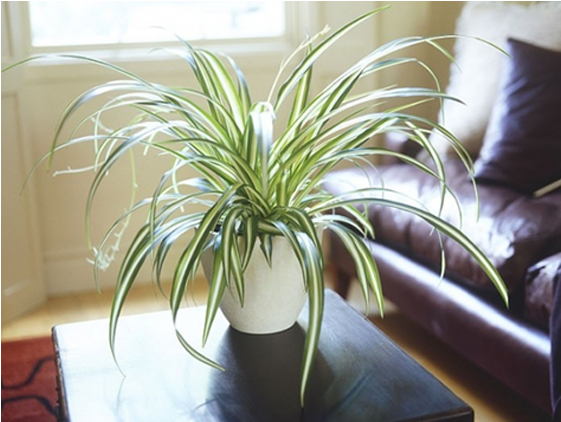 Indoor Plants - Living Room Indoor Plants Clipart (640x480), Png Download