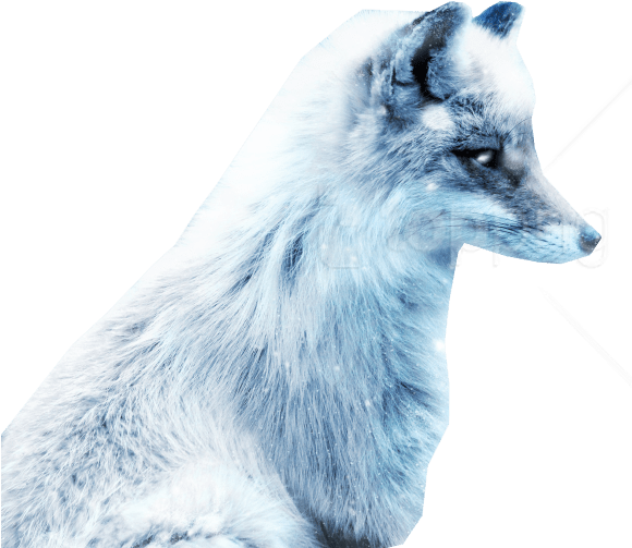 Free Png Arctic Snow Fox Png Images Transparent - Snow Fox Clipart (850x567), Png Download