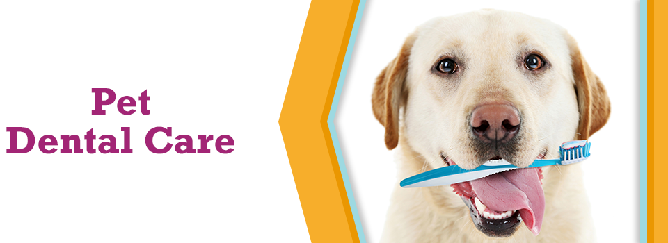 Dog In Graduation Cap Clipart (960x350), Png Download