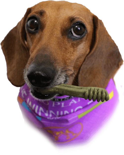 February Was National Pet Dental Month, But Just Because - Dachshund Clipart (500x636), Png Download