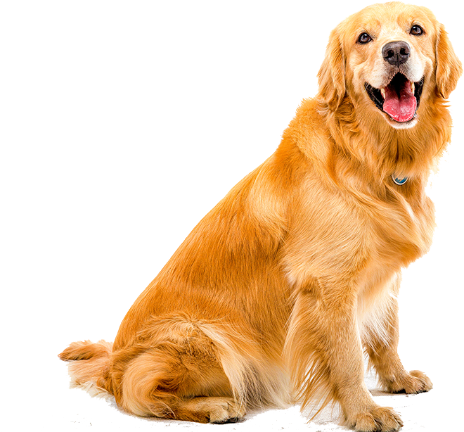 Cats - Golden Retriever Printable White Background Clipart (1000x667), Png Download