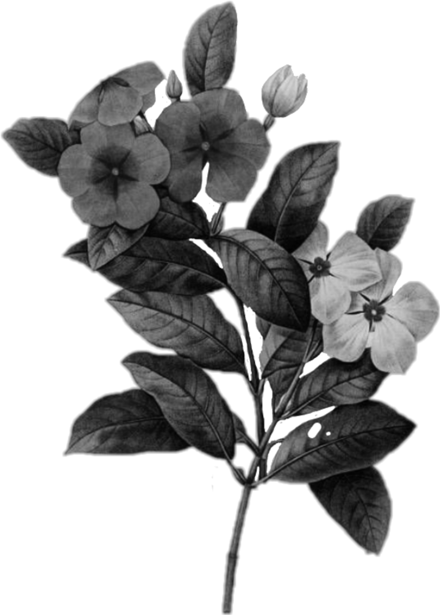 Kpop Flower Flores Black Flowersblack Blackflowers - Flowers Illustrations Png Clipart (2289x2289), Png Download