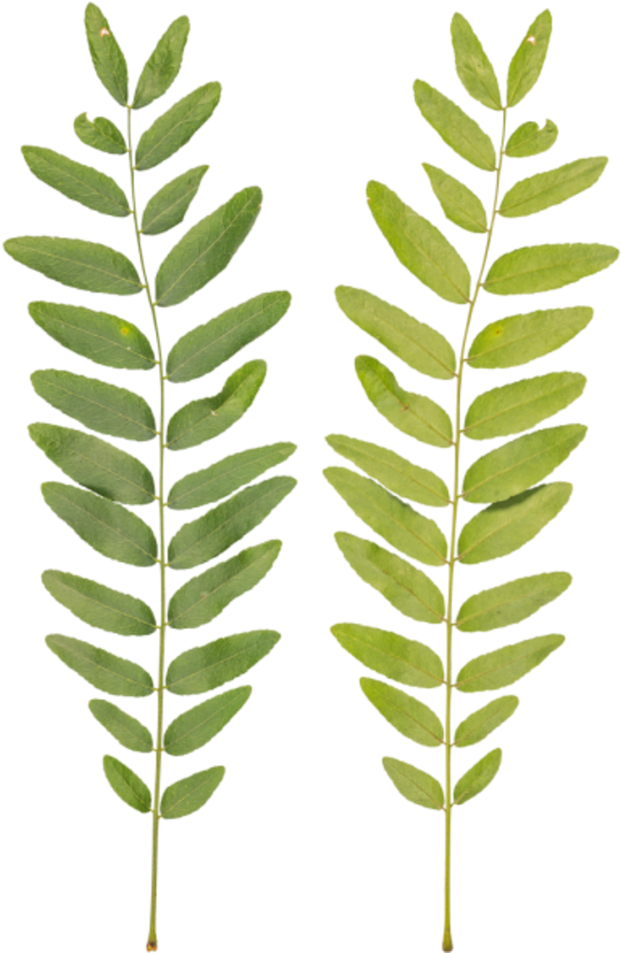 Branch Medium - Fern Clipart (900x1364), Png Download