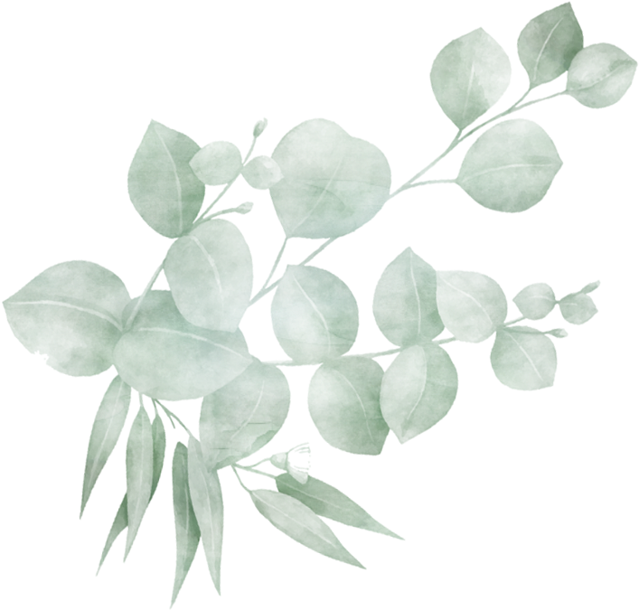 Categories - Acacia Greggii Clipart (769x757), Png Download