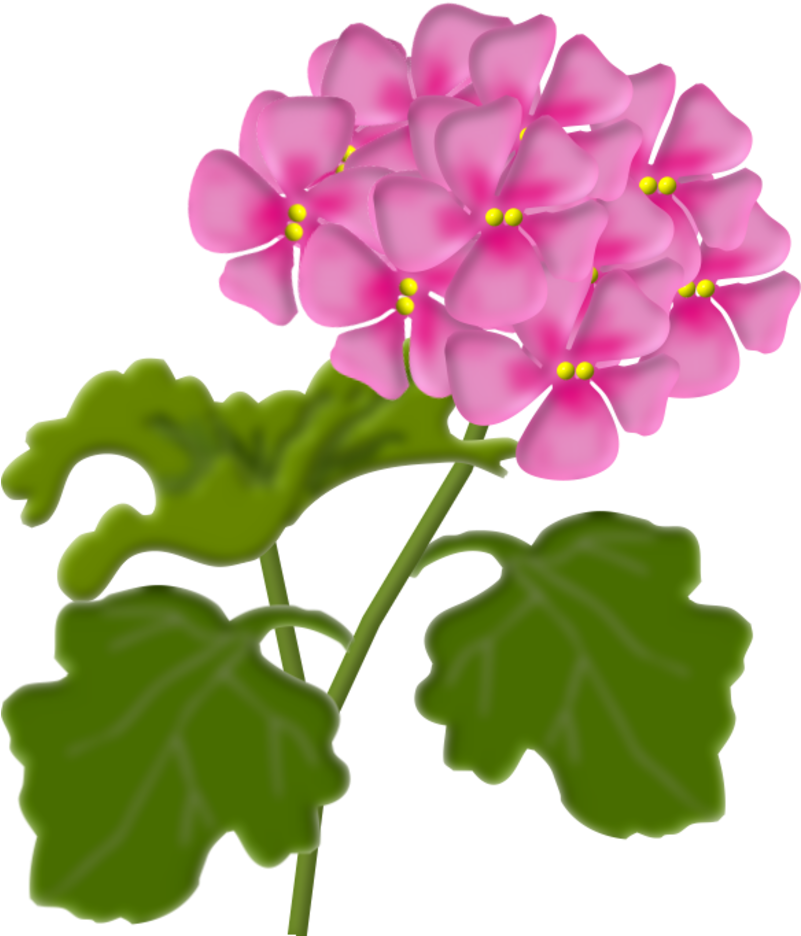 Geranium Png Clip Art Flowers Pinterest Geraniumpng - Clip Art Transparent Png (800x990), Png Download