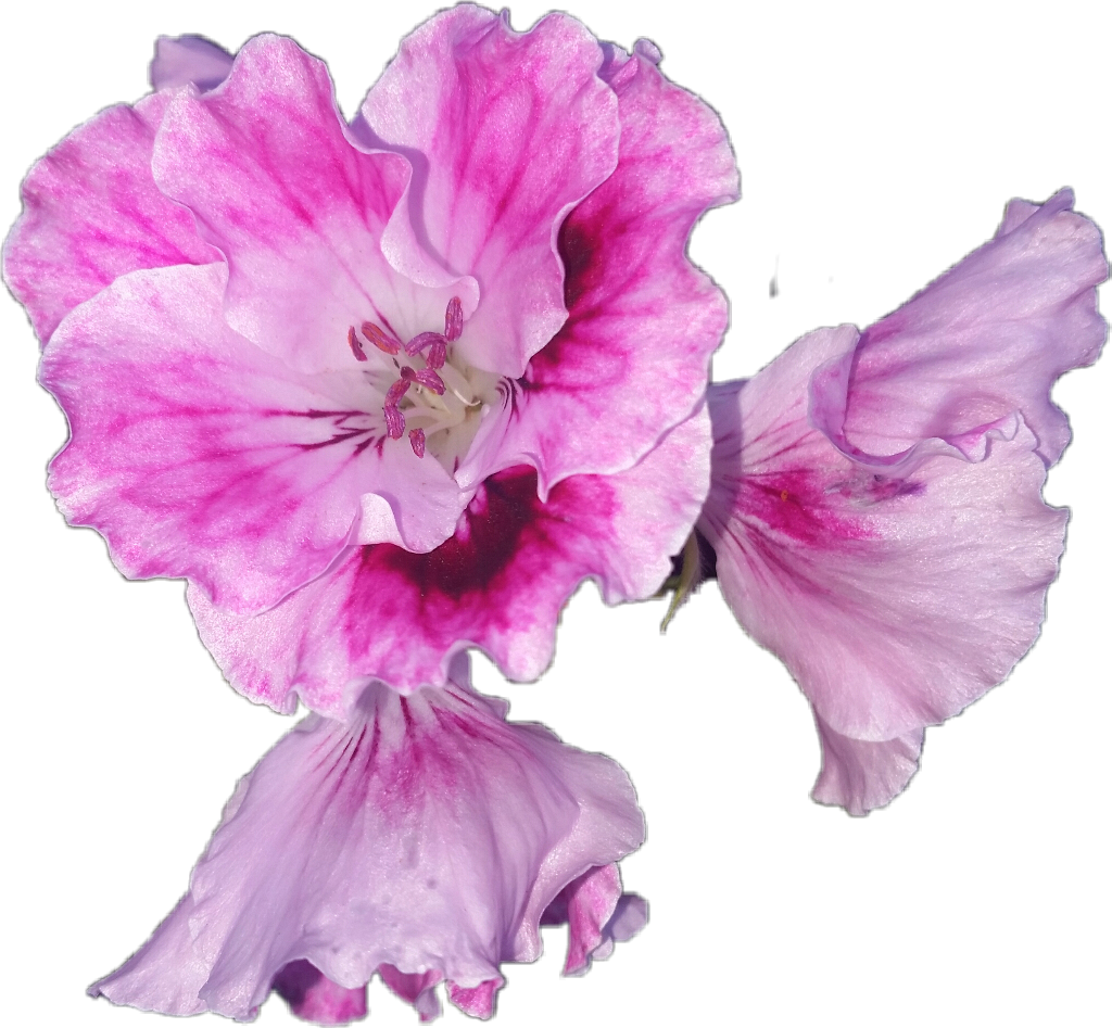 #flower #bloom #pelargonium #regal #geranium #nature - Hibiscus Clipart (1024x947), Png Download