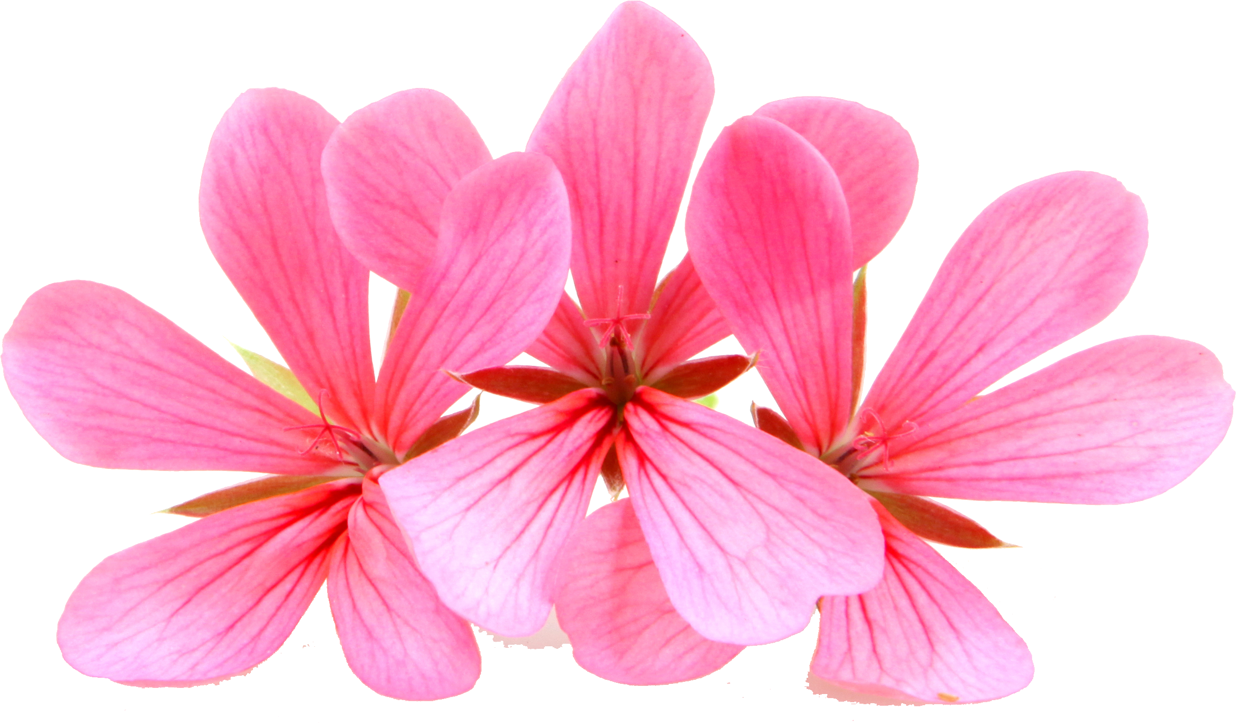 Single Geranium Flower) - Geranium Clipart (3018x2256), Png Download