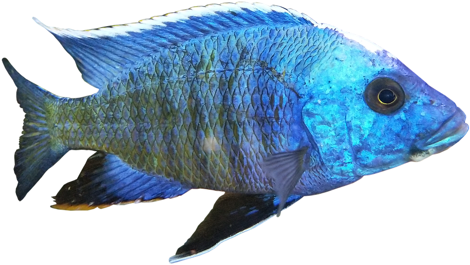African Cichlid Transparent Png Clipart (960x558), Png Download