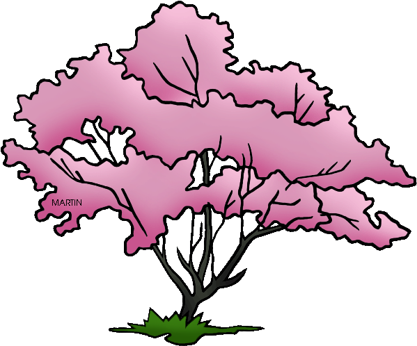 Transparent Tree Dogwood - Flowering Dogwood Tree Clipart - Png Download (648x552), Png Download
