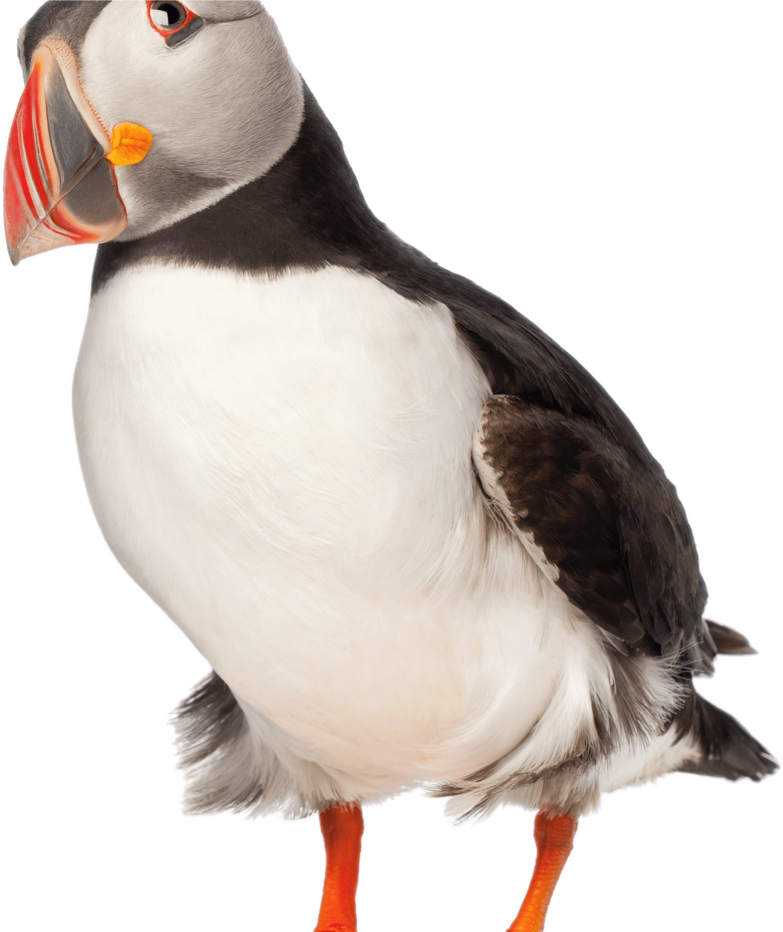 Adult Puffin - Puffin Photo No Background Clipart (3000x3000), Png Download