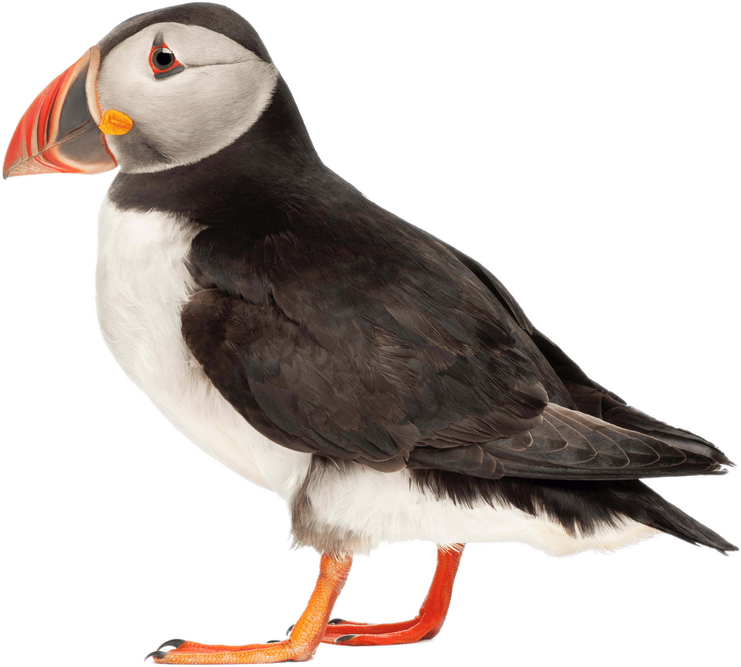 Animals - Puffins With White Background Clipart (3485x2860), Png Download