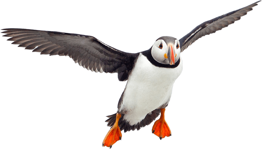 Animals - Puffins - Puffin Png Clipart (838x476), Png Download