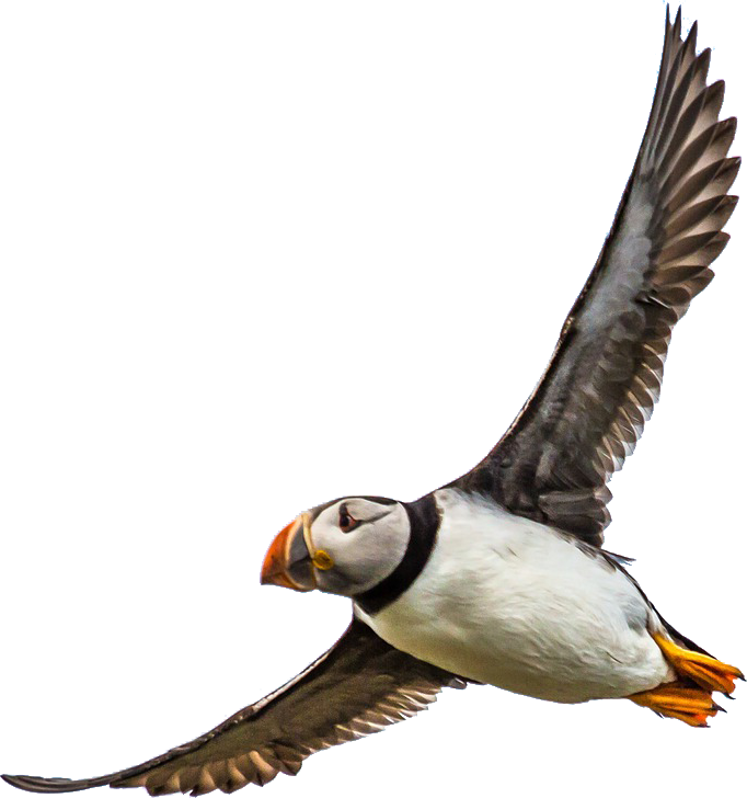 Atlantic Puffin Clipart (682x728), Png Download