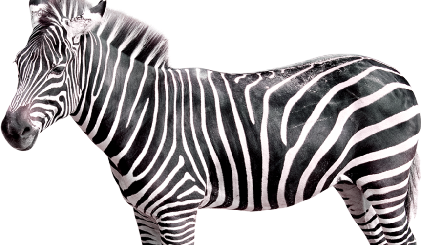 Zebra Featured Image Web - Transparent Zebra Png Clipart (880x500), Png Download